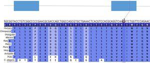 Representación gráfica de la mutación p-Arg142Cys en NKX2-5. Secuencia nucleotídica y proteica y su conservación.