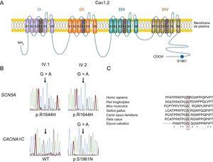 A: esquema del canal de calcio cardiaco de tipo L. B: cromatogramas de secuencias de ADN de los pacientes IV.1 y IV.2 que representan la variación heterocigótica (NC_000003.11:g.38592932C>T) del gen SCN5A, que produce la mutación con cambio de sentido p.R1644H en ambos individuos (parte superior), y una secuencia WT (izquierda) y la mutación heterocigótica (NC_000012.11:g.2797710G>A) (derecha) del gen CACNA1C, que da como resultado la mutación con cambio de sentido p.S1961N (parte inferior). C: alineación de secuencias de las regiones que rodean el residuo S1961 de los canales Cav1.2 en varias especies; el recuadro destaca la conservación de este residuo. «*» indica residuos idénticos; «:» y «.» indican la conservación entre los grupos de propiedades muy y algo similares respectivamente. ADN: ácido desoxirribonucleico; WT: forma nativa del canal.