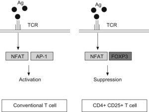 Antigen reaction with T cell receptor (TCR) up-regulates the expression of nuclear factor of activated T cell (NFAT) both, in conventional T cells and CD4+ CD25+ T cells. However, NFAT binds the activator protein 1 (AP1) in conventional T cells, whereas in Treg (CD4+CD25+) reacts with FOXP3 factor. It produces the transcription of a different set of genes, resulting in a final activation reaction in T conventional cells and suppression in Treg cells.