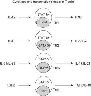 Generation of CD4+ subtype cells. Transforming growth factor B-1 promotes the development of Treg cells by signal transducer and activator of transcription 5 (STAT5) and the nuclear factor FOXP3. The early production of IL-4 favours the development of Th2 by STAT 3/6 and GATA3; IL-12 promotes TH-1 by STAT1/4 and t-bet; and IL-21 and IL-23 promotes TH-17 by STAT 3 and RORgt (Modified from Bacchetta et al. 2007).
