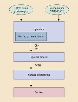 Activación neurohormonal en la infección por el SARS-CoV-2. ACTH: hormona adrenocorticotropa; AVP: arginina vasopresina; CRH: hormona liberadora de corticotropina; SARS-CoV-2: síndrome respiratorio agudo grave por coronavirus 2.