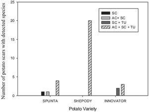 Presence of S. scabies (SC), S. acidiscabies (AC) and S. turgidiscabies (TU) in scab lesions from potato cultivars Spunta, Innovator, and Shepody (Pearson Chi-square analysis χ2=19.82; 6 d.f.; p=0.003).