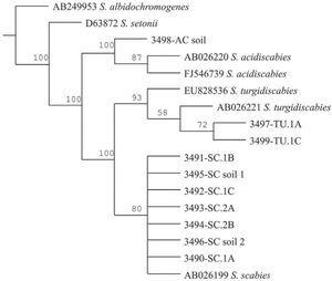 Strict consensus phylogram of Maximum Parsimony Analysis of partial 16S rRNA and ITS sequences from Streptomyces taxa. The tree shows the position of the genomic DNA from soils and tubers, 3,491 to 3,499. There were a total of 136 positions in the final dataset, out of which 106 were parsimony informative. Five optimal trees were obtained; 1,106 steps; consistency index: 96; retention index: 95. The numbers above branches represent the bootstrap values. S. albidochromogenes and S. setonii are outgroups. SC represents the diagnostic band corresponding to S. scabies, AC corresponds to S. acidiscabies, and TU corresponds to S. turgidiscabies.