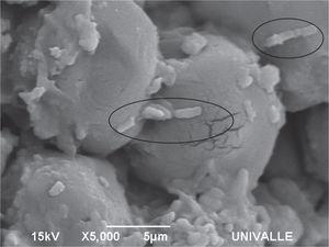 Imagen por SEM de Lactobacillus plantarum (CPQBA 087-11 DRM) sobre harina cruda de maíz inmediatamente después de su inoculación e hidratación.