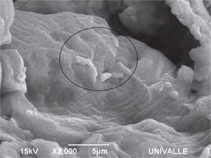 Imagen por SEM de Lactobacillus plantarum (CPQBA 087-11 DRM) sobre la harina de maíz después de 25 horas de fermentación a 36°C.