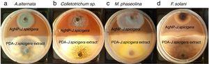 Antifungal activity of J. spicigera extract and AgNP from J. spicigera against A. alternate (a), Colletotrichum sp. (b), M. phaseolina (c) and F. solani (d).