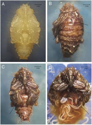 Image of pupae of Phyrdenus muriceus taken with an Olympus DP-71 camera. (A) Pupa with no infection. (B) Dorsal view of infected pupa with nematodes inside the body (arrows). (C) Ventral view of infected pupa with nematodes inside the body (arrows). (D) Emerging nematodes from the lesion of the tegument (arrow).