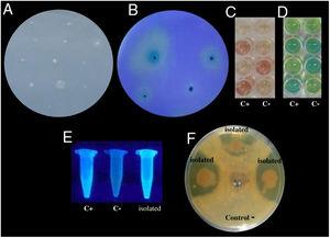 Examples of in vitro detection of plant growth promoting-bacteria and antagonistic characteristics. (A) Nitrogen fixation of different isolates; bacterial growth is indicative of nitrogen fixation. (B) Phosphate solubilization of several isolates; a clear halo around the colonies indicates the precipitation of phosphate. (C) Indoleacetic acid (IAA) production; the bottom wells contain the positive control (C+) A. vinelandii, and the negative control (C−) Salmonella Enteritidis, and the other wells contain the isolates. (D) Gibberellin detection; the bottom wells contain the C+, A. vinelandii, and C−, S. Enteritidis, and the other wells contain the isolates. (E) Siderophore detection; the C+ P. fluorescens is in the leftmost microtube, the C− S. aureus in the center, and the isolates on the right. (F) Antagonistic activity of different isolates (top, right, and left) against Fusarium sp., and the negative control (bottom).