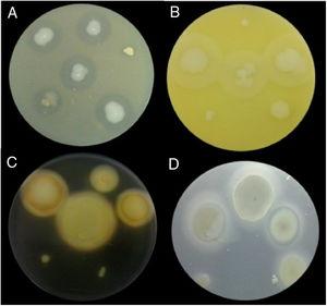 Examples of lytic enzyme production. (A) In skim milk medium, protease synthesis was indicated by a clear halo around the bacterial colony. (B) In egg lectin medium, lipase activity was indicated by a cloudy halo around the bacterial colony. (C) In the starch medium, amylase activity was indicated by a yellow halo around the bacterial colony. (D) In cholesteryl oleate and calcium chloride medium, esterase synthesis was indicated by a gray halo around the bacterial colony.