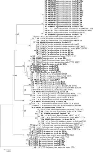 Phylogenetic tree based on 16S rRNA nucleotide sequences of bacterial isolates from mine tailings. The evolutionary history was inferred using the neighbor-joining method38 with 1000 bootstrap replications test9 and the evolutionary distances were computed using the Jukes–Cantor method21. The sequences analyses were conducted with MEGA 7 software25.