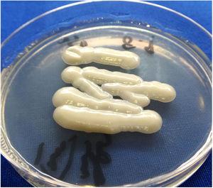 The cultured microorganism. Shiny, light-yellow mucoid colonies on Sabouraud's dextrose agar.