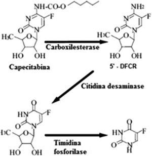 Metabolic pathway of the transformation of capecitabine into 5-Fluorouracil (5-FU). Source: Martins et al.6.