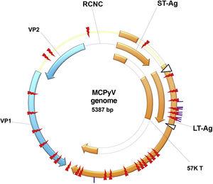 MCPyV genome: non-coding control region (NCCR); the early region, which encodes the large T-antigen (LT-Ag) and small T-antigen (ST-Ag); and the late region. LT-Ag, large T-antigen; ST-Ag, small-T antigen; NCCR, non-coding control region; VP1 and VP2, viral capsid proteins 1 and 2. Source reprinted from: Liu W, et al. 2016.15