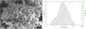 SEM micrograph (left) and particle size distribution (right) of porcelain P3.