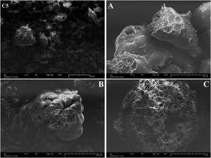 SEM micrographs of C5 clay and EP at ambient temperature. A: <200μm, B: 400–800μm and C: 1000–2500μm.