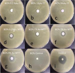 Inhibition halos obtained after co-cultivation of S. aureus with the BCPs–AuNPs and controls: (a–c) BCPs–AuNPs TT, (d–g) BCPs–AuNPs WTT and (h and i) control.