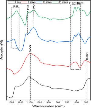 FTIR spectra of the 6%P sample immersed in SBF for different days.