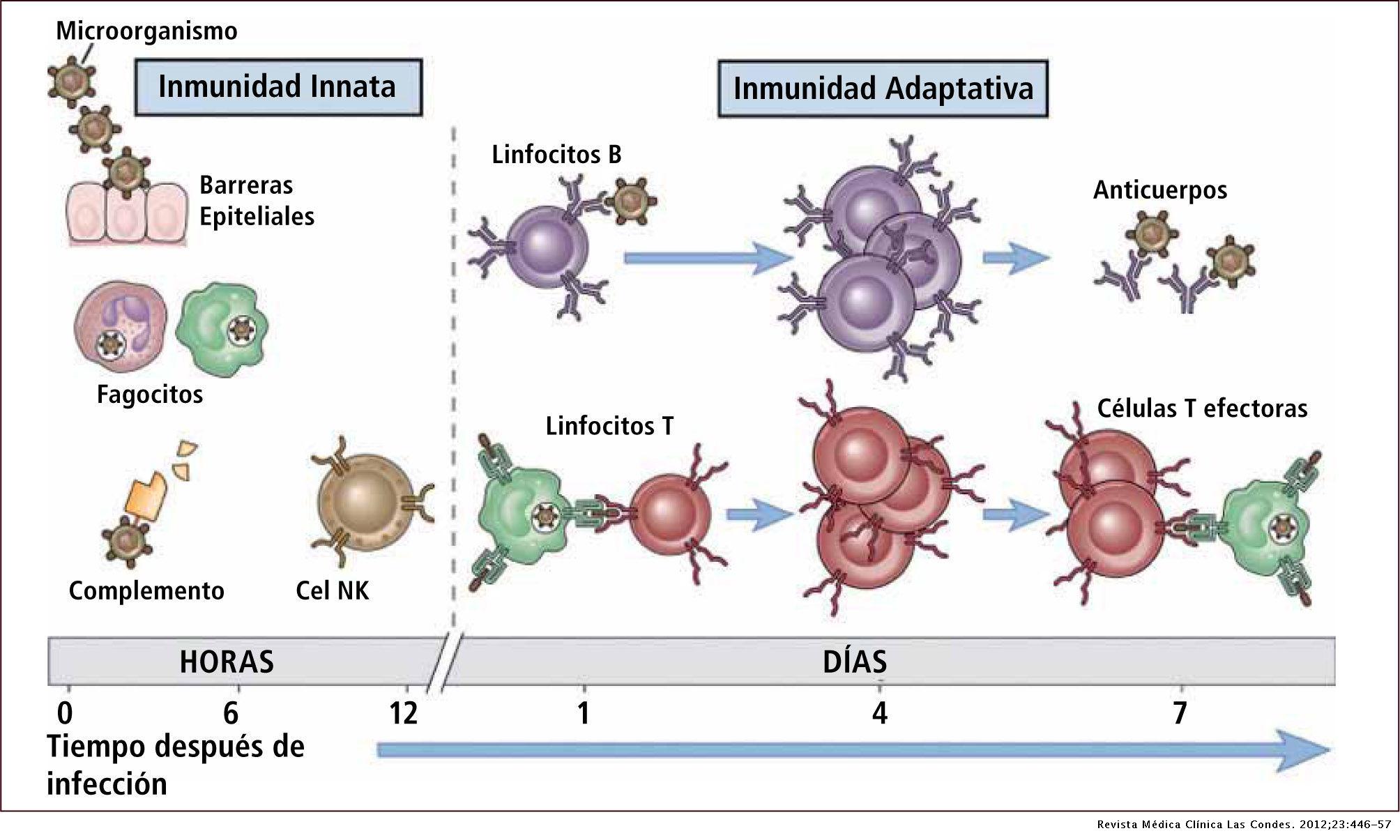 Visión panorámica del sistema inmune