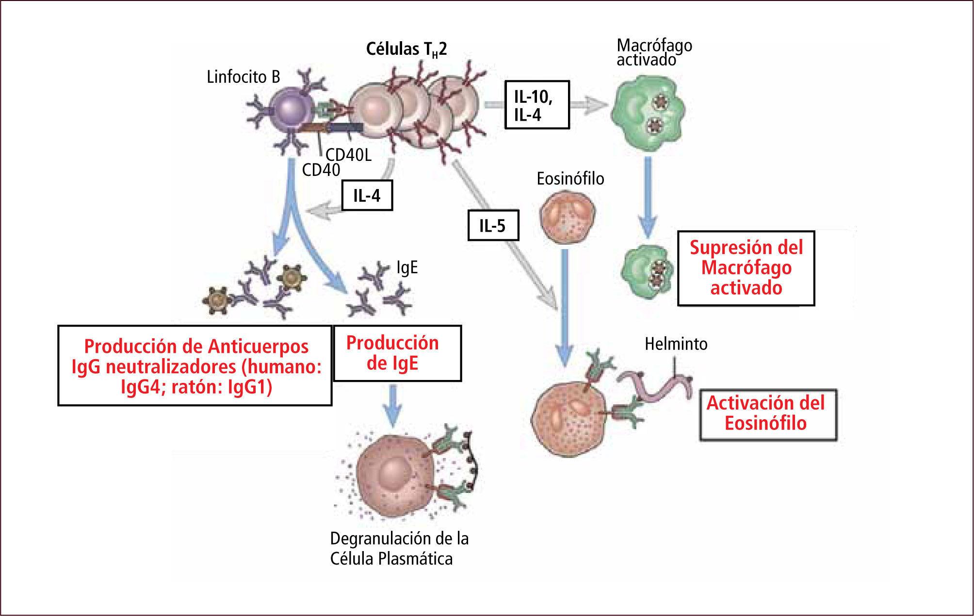 células del sistema inmunológico