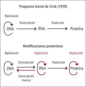 Dogma central de la biología molecular Concepto propuesto inicialmente en 1958 por Francis Crick, postulándose nuevamente en un artículo de la revista Nature publicado en 1970, que ilustra un mecanismo unidireccional de transmisión y expresión de la herencia, desde el DNA hasta las proteínas, pasando por el RNA. El dogma inicial postulaba que sólo el ADN puede duplicarse y, por tanto, reproducirse y transmitir la información genética a la descendencia. Actualmente se ha “ampliado” el dogma debido al descubrimiento de la transcriptasa inversa, enzima capaz de transformar el RNA a DNA, presente en retrovirus, o los priones, proteínas capaces de replicarse en ausencia de DNA, o de las ribozimas, RNAs con propiedades autocatalíticas capaces de modificarse y duplicarse a sí mismos en ausencia de proteína y ADN. Otra situación que rompe con la secuencia definida por el dogma es la posibilidad de obtener proteína in vitro, en un sistema libre de células y en ausencia de ARN, por lectura directa del ADN mediante ribosomas, en presencia de neomicina.