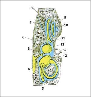 DIAGRAMA DEL LABERINTO MEMBRANOSO Laberinto membranoso (contiene endolinfa) en amarillo. Perilinfa en azul. 1. Estribo (en la ventana redonda). 2. Utrículo. 3. Canales semicirculares. 4. Saco endolinfático. 5. Ducto utrículosacular. 6. Duramadre. 7. Acueducto teclear. 8. Escala timpánica (Scala tympani). 9. Escala vestibular (Scala vestibuli). 10. Ducto coclear. 11. Ductus reuniens. 12. Sáculo.