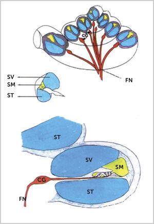 CORTE SAGITAL DE LA CÓCLEA Dibujo de un corte de la cóclea. Azul= Perilinfa (ST: Scala tympani: SV: Scala Vestibuli). Amarillo= Ducto coclear; también llamada Escala media (SM) con endolinfa. Rojo= células ganglionares (CG) y fibras nerviosas (FN) del nervio auditivo.