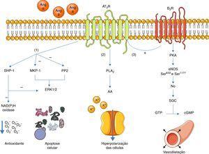 Principais vias de sinalização do AT2R. A ativação do AT2R leva a três principais vias de sinalização: ativação de fosfátases de serina/treonina (1); ativação da fosfolípase A2(2) e ativação da via bradiquinina/NO/cGMP (3). Legenda: AA: arachidonic acid; Ang II: angeotensinII; AT2R: angiotensin receptor type 2; B2R: bradykinin receptor B2; cGMP: cyclic guanosine monophosphate; eNOS: endothelial nitric oxide synthase; ERK1/2: extracellular‐regulated kinase 1 and 2; GTP: guanosine triphosphate; MKP‐1: MAP kinase phosphatase; NO: nitric oxide; PLA2: phospholipase A2; PKA: protein kinase A; PP2: protein phosphatase 2; sGC: soluble guanylate cyclase; SHP‐1: SH2 domain containing tyrosine phosphatase. Os componentes das ilustrações são retirados do website: http://www.servier.co.uk/medical‐art‐gallery/.