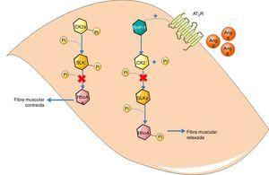 Via alternativa de vasodilatação mediada pelo AT2R. A ativação do AT2R leva à ativação SHP‐1. Esta, por sua vez, desfosforila a CK2, inativando‐a. A CK2, já não fosforila, e inativa, a SLK. A SLKa fosforila a RhoA, inativando‐a, promovendo assim relaxamento da fibra muscular lisa vascular. O sufixo «a» significa «ativada». Legenda: Ang II: angeotensin II; AT2R: angiotensin receptor type 2; CK2: casein kinase 2; Pi: inorganic phosphate; RhoA: Ras homolog family member A; SHP‐1: SH2 domain containing tyrosine phosphatase; SLK: Ste20‐related kinase. Os componentes das ilustrações são retirados do website: http://www.servier.co.uk/medical‐art‐gallery/.