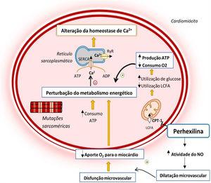 Alterações do metabolismo energético do cardiomiócito na MCH e mecanismo de ação da perhexilina12,14,24 Legenda: ADP‐ adenosina difosfato; ATP‐ adenosina trifosfato; CPT‐1‐ carnitina‐palmitoil transferase 1; LCFA‐ ácidos gordos de cadeia longa; NO‐ Monóxido de azoto; RyR‐ recetor de rianodina; SERCA‐ ATPase de Ca2+ sarco‐endoplasmática.