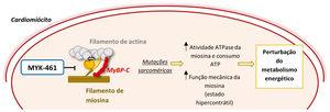Mecanismo de ação de um inibidor alostérico da miosina (MYK‐461) e a sua importância na fisiopatologia da MCH55,56 Legenda: ATP‐ adenosina trifosfato; MyBP‐C‐ proteína C ligante da miosina.