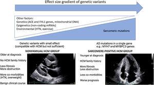 Effect size gradient of genetic variants and main features of different subgroups of HCM: Nonfamilial vs. sarcomere positive subgroups.