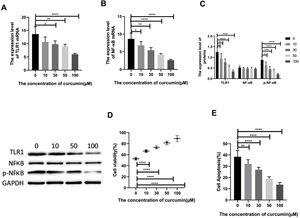 Curcumin increases the cell survival rate of LPS-treated cardiomyocytes. (A) Effect of different concentrations of curcumin on the relative expression levels of TLR1 mRNA in cells after LPS treatment of H9C2. (B) Effect of different concentrations of curcumin on the relative expression levels of NF-κB mRNA in cells after LPS treatment of H9C2. (C) WB plots showing the effect of different concentrations of curcumin on the relative expression levels of TLR1 and NF-κB protein in cells after LPS treatment of H9C2. (D) Effect of different concentrations of curcumin on the cell survival rate after LPS treatment of H9C2. (E) Effect of different concentrations of curcumin on the apoptosis rate of cells after LPS treatment of H9C2. Note: *p<0.05, **p<0.01, ****p<0.0001.