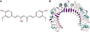 Molecular structure of ligand receptor. (A) The molecular two-dimensional structure of curcumin. (B) The protein structure of TLR1.