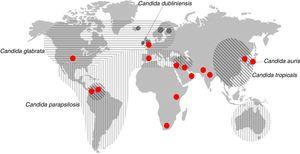 Distribución geográfica de las especies principales de Candida diferentes de Candida albicans que son la segunda causa de candidemia. Los círculos rojos representan los lugares donde se han descrito candidiasis causadas por Candida auris.Fuente: modificada de Quindós45.