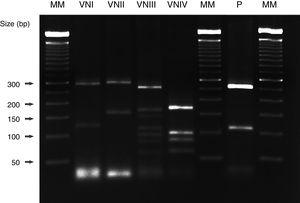URA5-RFLP patterns obtained after double digestion with the enzymes Sau 96I and Hha I. Several Cryptococcus neoformans strains with different genotypes, as well as the strain isolated from our patient (C. neoformans var. grubii, genotype VNI) were included. MM: 50bp molecular marker (Bionner, USA); VNI: WM 148; VNII: WM 626; VNIII: WM 628; VNIV: WM 629; P: patient.
