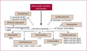 Nuevas acciones biológicas de la insulina. Adaptado de Dandona et al. Circulation. 2005; 111:1448–54.