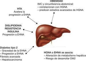 Correlación entre componentes del síndrome metabólico y la presencia de grasa en el hígado.