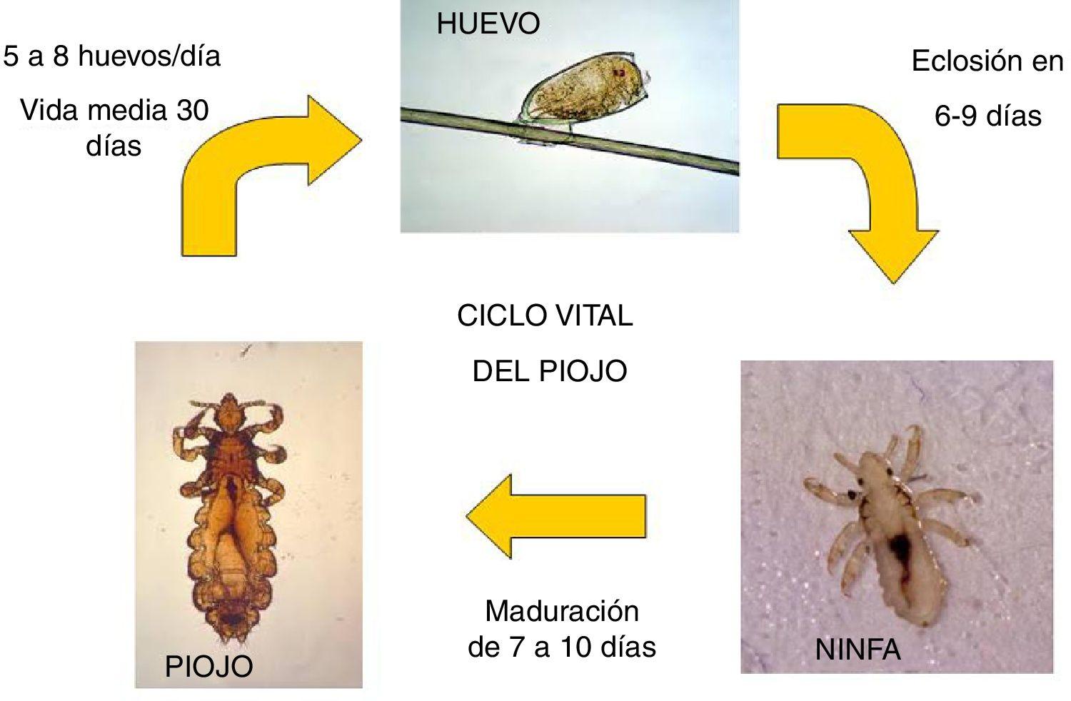 quanox como comprar