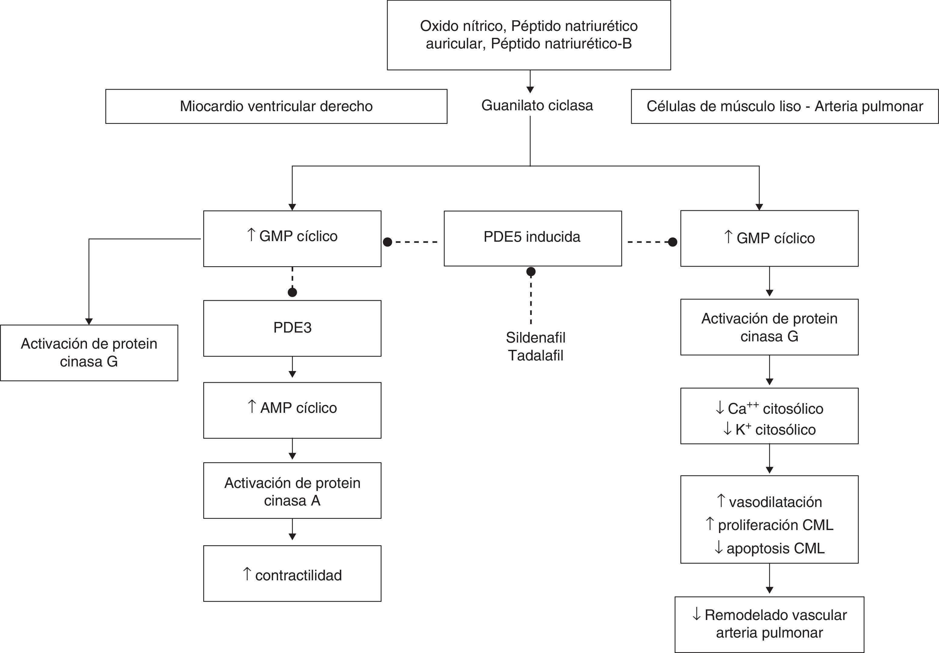 Tadalafil 20 Mg Dr Reddy