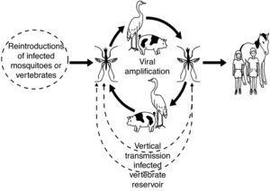 Transmission cycle of the Japanese encephalitis virus.