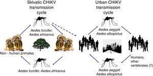 Life cycle of the Chikungunya virus.