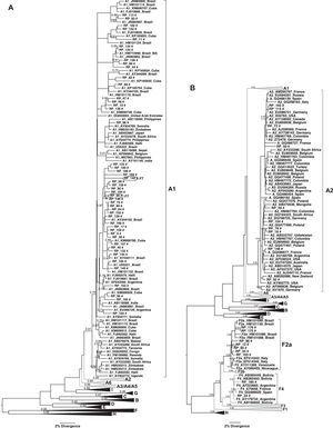 (A) Phylogenetic tree of the sequences identified in this study, classified as genotype A: Subgenotype A1. (B) Subgenotypes A2, F2A and F4. Only sequences belonging to these subgenotypes where shown individually, all the other ones were collapsed. The analysis was conducted using a Bayesian analysis using BEAST v1.8.3 software with 328 sequences (GenBank 261 and 67 of this study) of 1270 nucleotides of the S/polymerase in the HBV genome. Probability posterior values are shown in the branches. The sequences characterized in this study are marked with the symbol # and the sequences taken from GenBank are identified by subgenotype, followed by the access number and geographical origin. Sequences from members of the same family were shown with a circle and the family 7 is identified as F7.