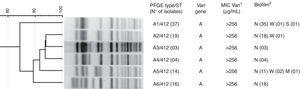 Molecular typing and general characteristics of the 93 vancomycin-resistant Enterococcus faecium from Vitória, Espírito Santo, Brazil. 1 – vancomycin; 2 – biofilm production: N, non-producer; W, weak; M, moderate; S, strong.
