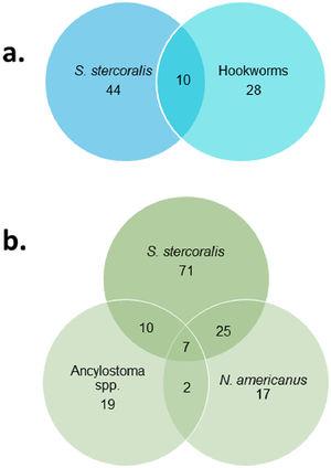 Venn diagram for those infected by S. stercoralis and hookworms. (a) Microscopic techniques. (b). Multiplex PCR.