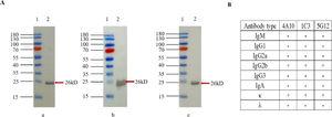 Western blot ananysis and isotype detection of MAbs. (A) Western-blot analysis of MAbs against rSFTSV-N protein. a: MAb 4A10; b: MAb 1C3; c: MAb 5G12. Lane 1: protein marker; lane 2: purified rSFTSV-N protein. (B) The antibody subclasses of three MAbs. The subclasses of the 3 MAbs were determined to be IgG2b and κ chain using a mouse MAb isotyping kit.