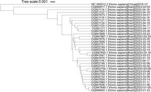 Phylogenetic tree of SARS-CoV-2 Brazilian isolates compared to reference sequence.