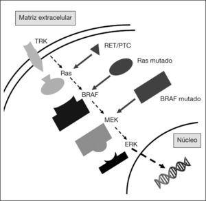 Esquema de la vía de señalización de activación mitogénica (MAPK). A la derecha: lugar de activación constitutiva de la vía debido a las diferentes alteraciones genéticas detectadas en el carcinoma papilar de tiroides