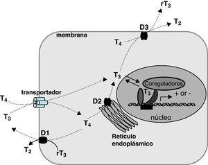 Esquema del metabolismo y acción de las hormonas tiroideas. Se representa la entrada en la célula facilitada por transportadores, de diversas familias de proteínas: transportadores de aminoácidos (LAT-1 y LAT-2), de monocarboxilatos (MCT8), de aniones orgánicos (OATP) y de Na+/taurocolato (NTCP). La T4 y la T3 son sustratos de las desyodasas, de las cuales D1 y D3 son proteínas de la membrana celular, con el centro activo dirigido hacia el citoplasma, y D2 es una proteína del retículo endoplásmico. La T3 es la hormona activa y se une a receptores nucleares, regulando la transcripción.
