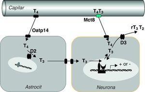 Hipótesis sobre el transporte y metabolismo de las hormonas tiroideas en el sistema nervioso central (Grijota-Martínez et al67). En la barrera hematoencefálica de roedores el transportador Oatp14 facilita el paso de T4 a los astrocitos, donde se convierte en T3. Mct8 facilita el paso de T4 y T3 probablemente al espacio intersticial, de donde pasarían a las neuronas. En estas células la T3 podría actuar directamente en el núcleo o ser un sustrato de D3, al igual que T4. Es posible que en primates el transporte de T4 y T3 dependa exclusivamente de MCT8, por lo que las mutaciones del transportador tienen mayor repercusión que en roedores.