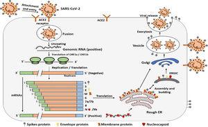 Infectious cycle of SARS-CoV-2.